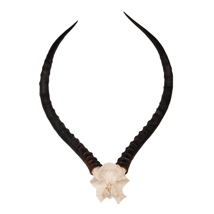 Real Impala Skull Plate