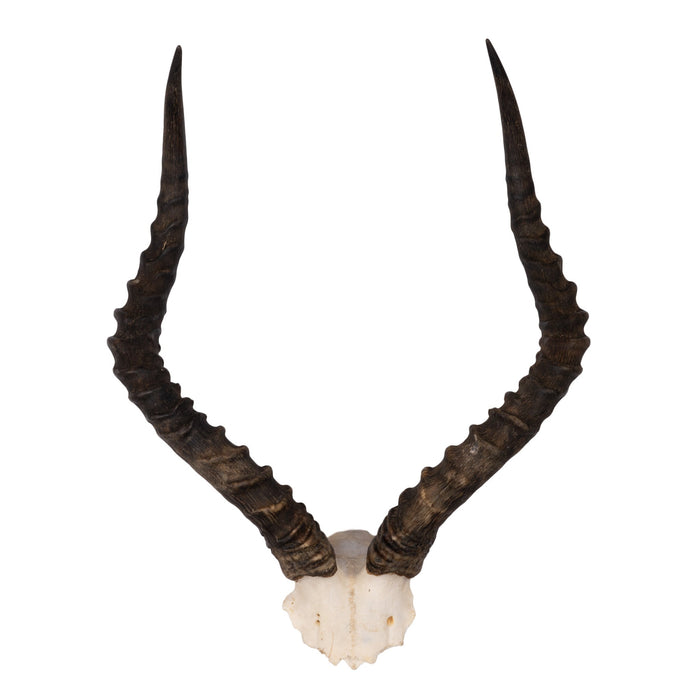 Real Impala Skull Plate