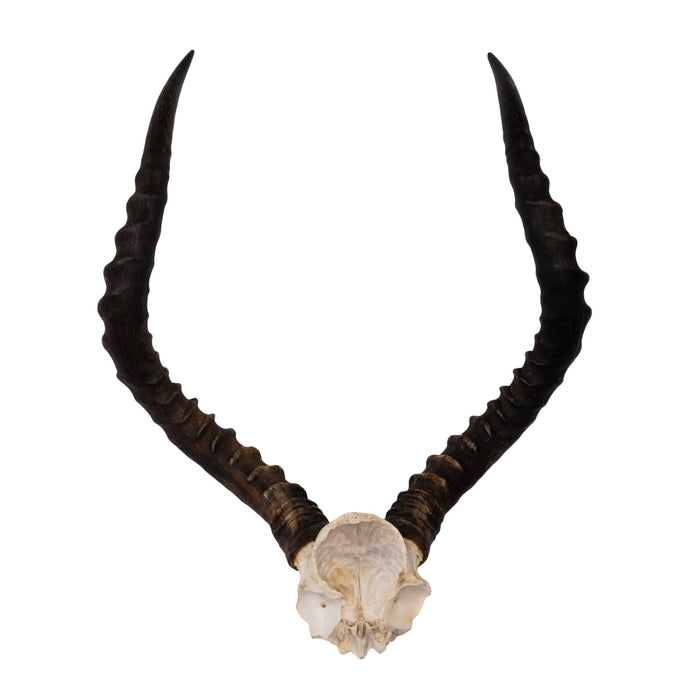 Real Impala Skull Plate