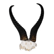 Real Springbok Skull Plate