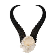 Real Springbok Skull Plate