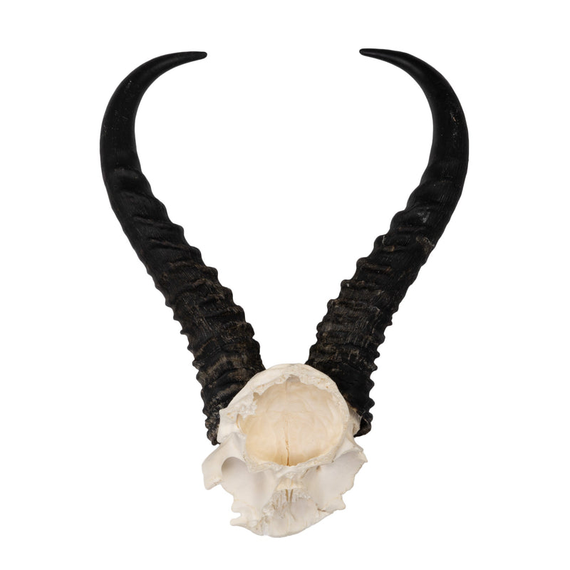 Real Springbok Skull Plate