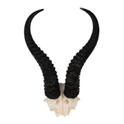 Real Springbok Skull Plate