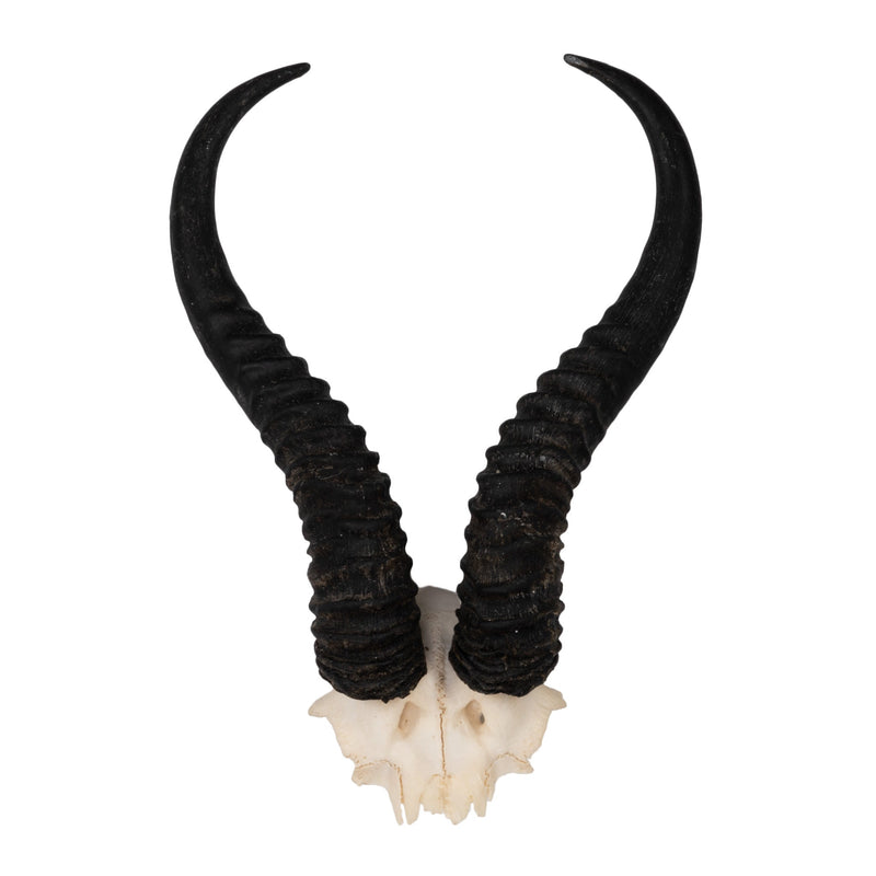 Real Springbok Skull Plate