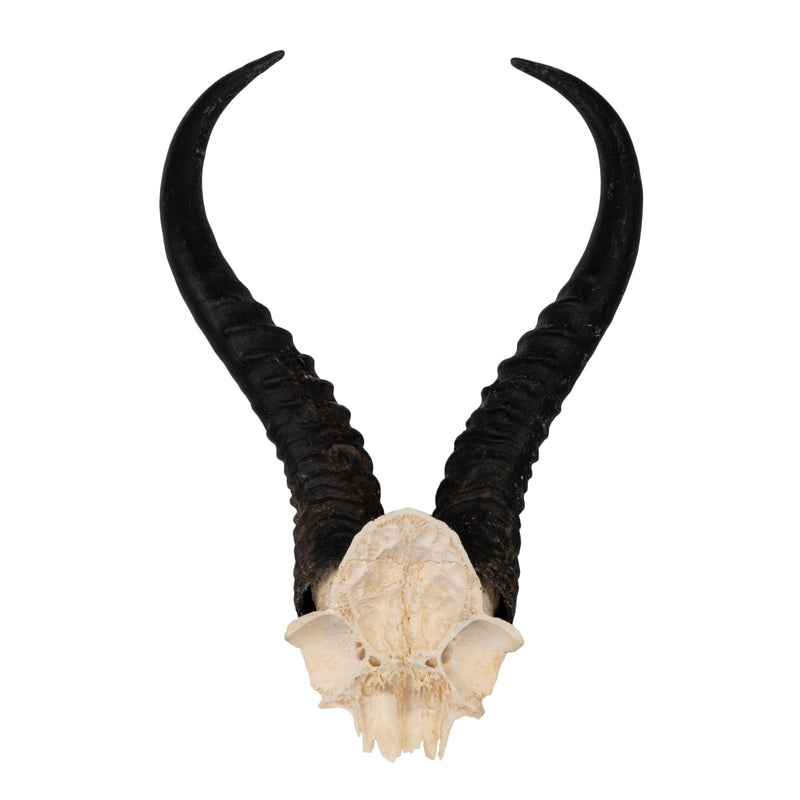 Real Springbok Skull Plate