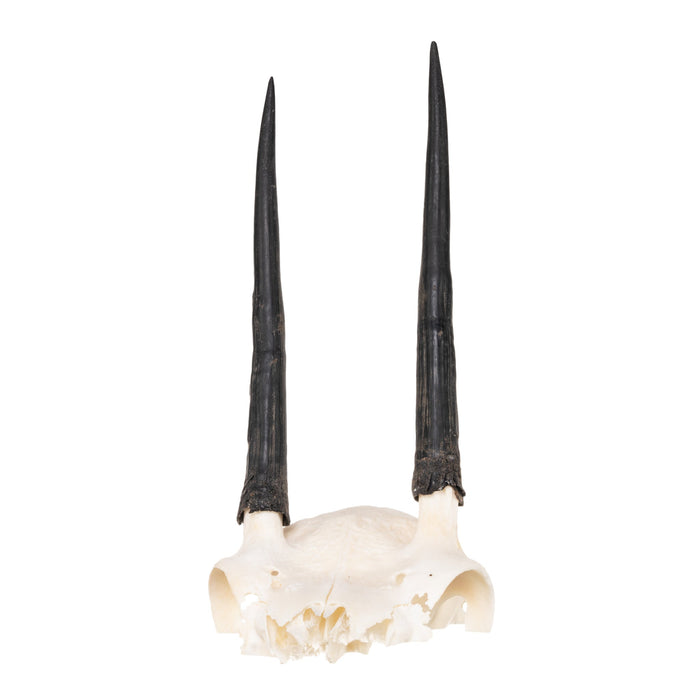 Real Steenbok Skull Plate
