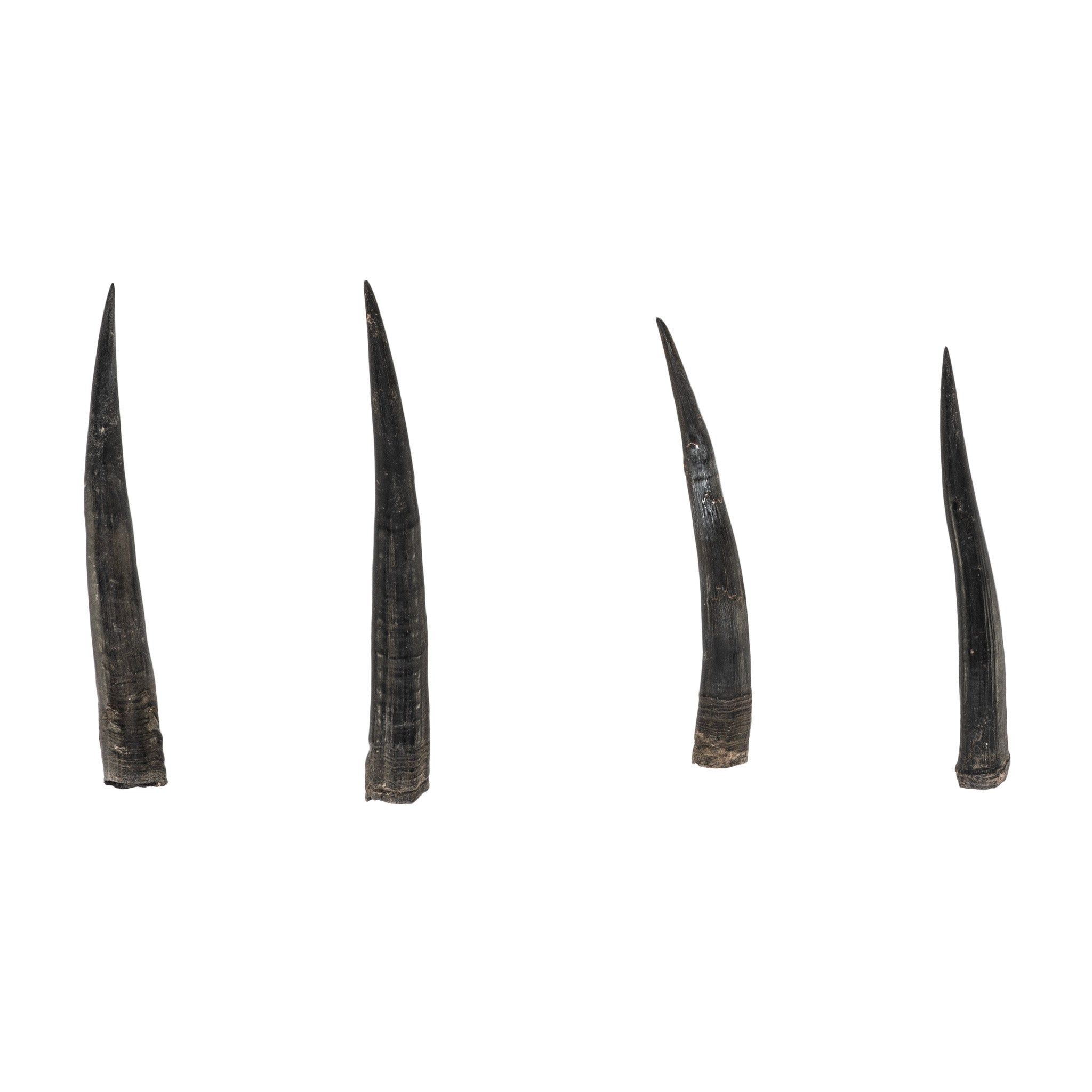 Real Steenbok Horn For Sale — Skulls Unlimited International, Inc.