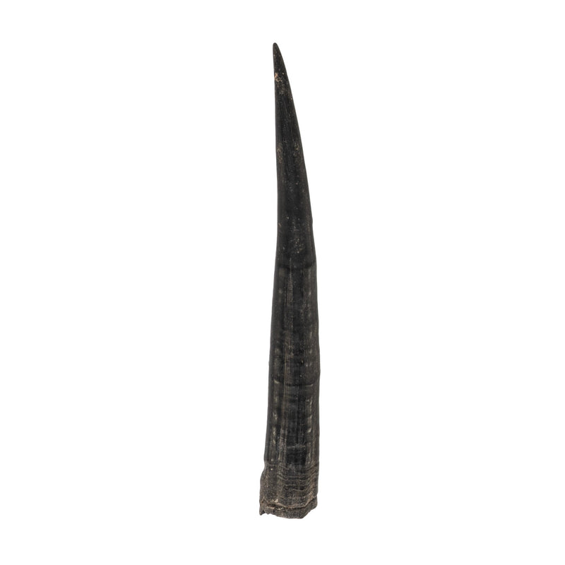 Real Steenbok Horn - Single