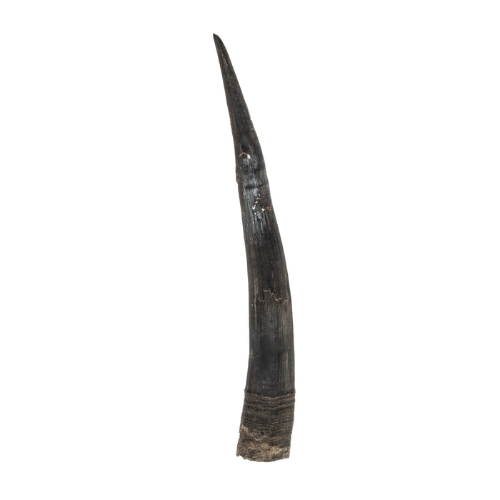 Real Steenbok Horn - Single