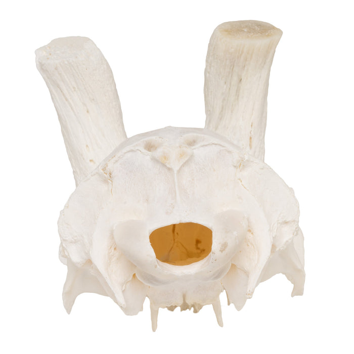 Real Springbok Skull Plate