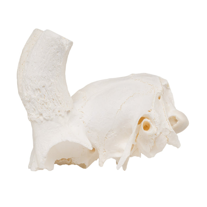 Real Springbok Skull Plate