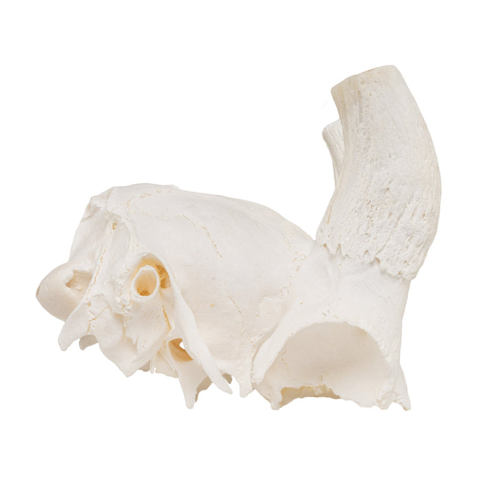 Real Springbok Skull Plate