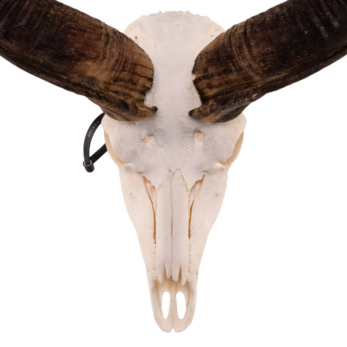 Real Kudu Skull OK-29708