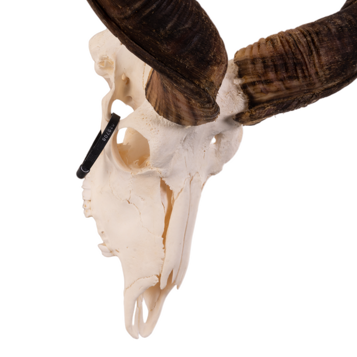 Real Kudu Skull OK-29708