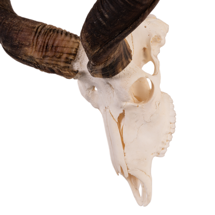 Real Kudu Skull OK-29708