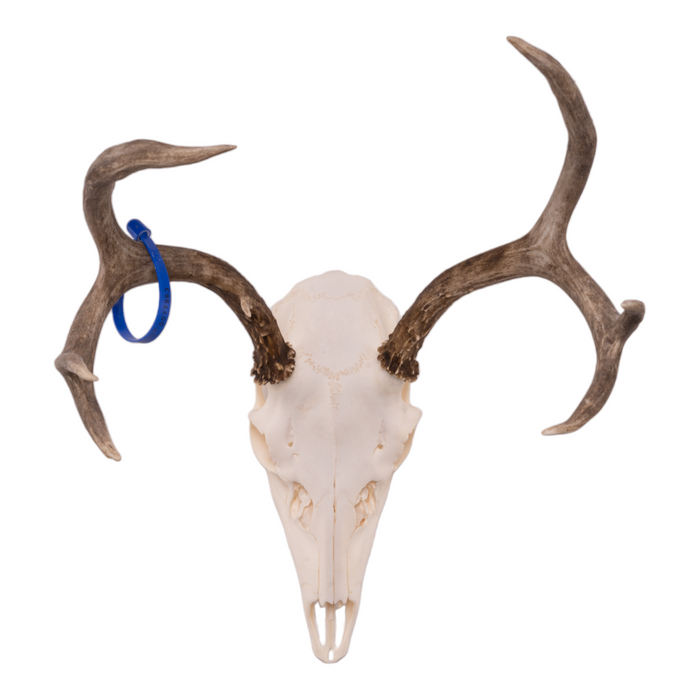 Real White-tailed Deer Skull OK-77963