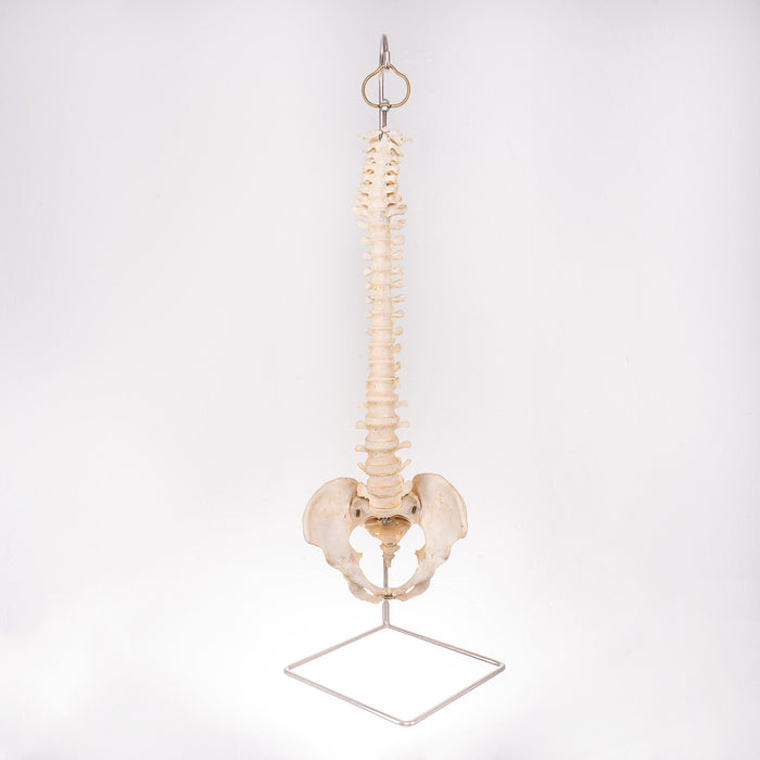 Real Human Spine with Stand