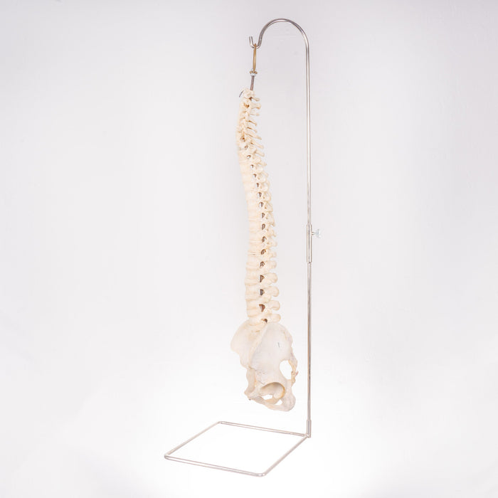 Real Human Spine with Stand