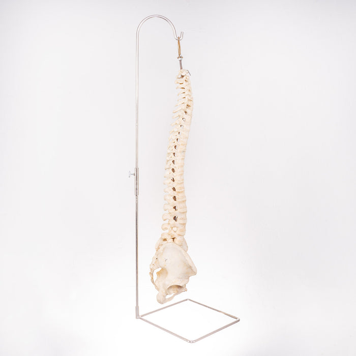 Real Human Spine with Stand