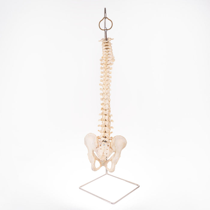 Real Human Spine with Stand