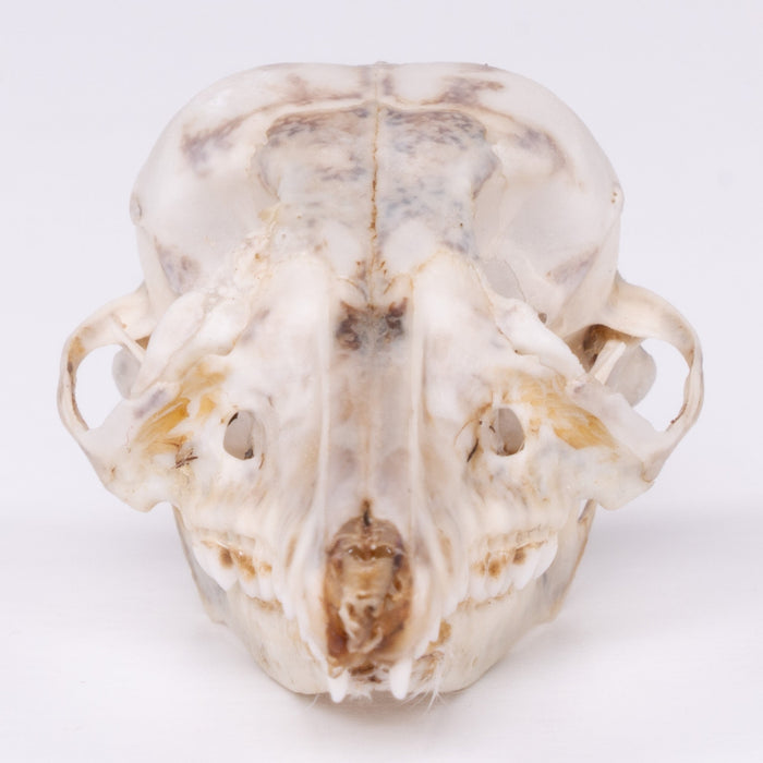 Real Rufous Elephant Shrew Skeleton - Disarticulated