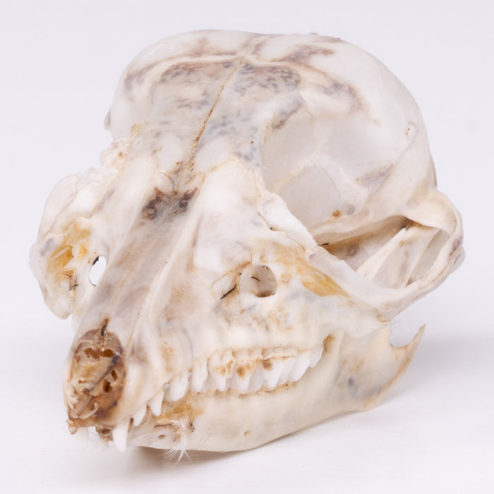 Real Rufous Elephant Shrew Skeleton - Disarticulated