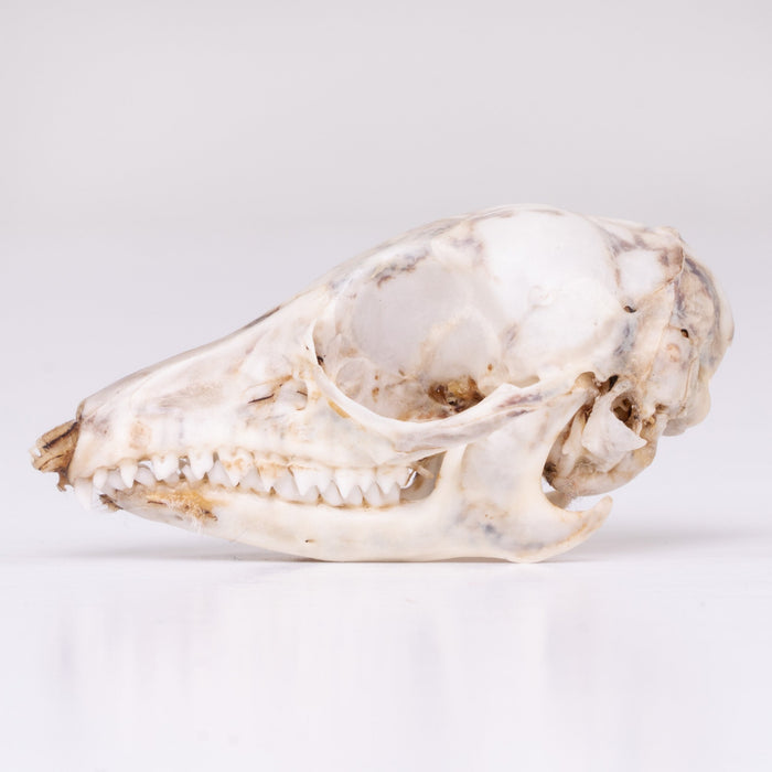 Real Rufous Elephant Shrew Skeleton - Disarticulated