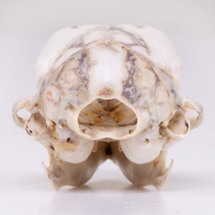Real Rufous Elephant Shrew Skeleton - Disarticulated
