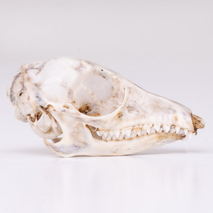 Real Rufous Elephant Shrew Skeleton - Disarticulated