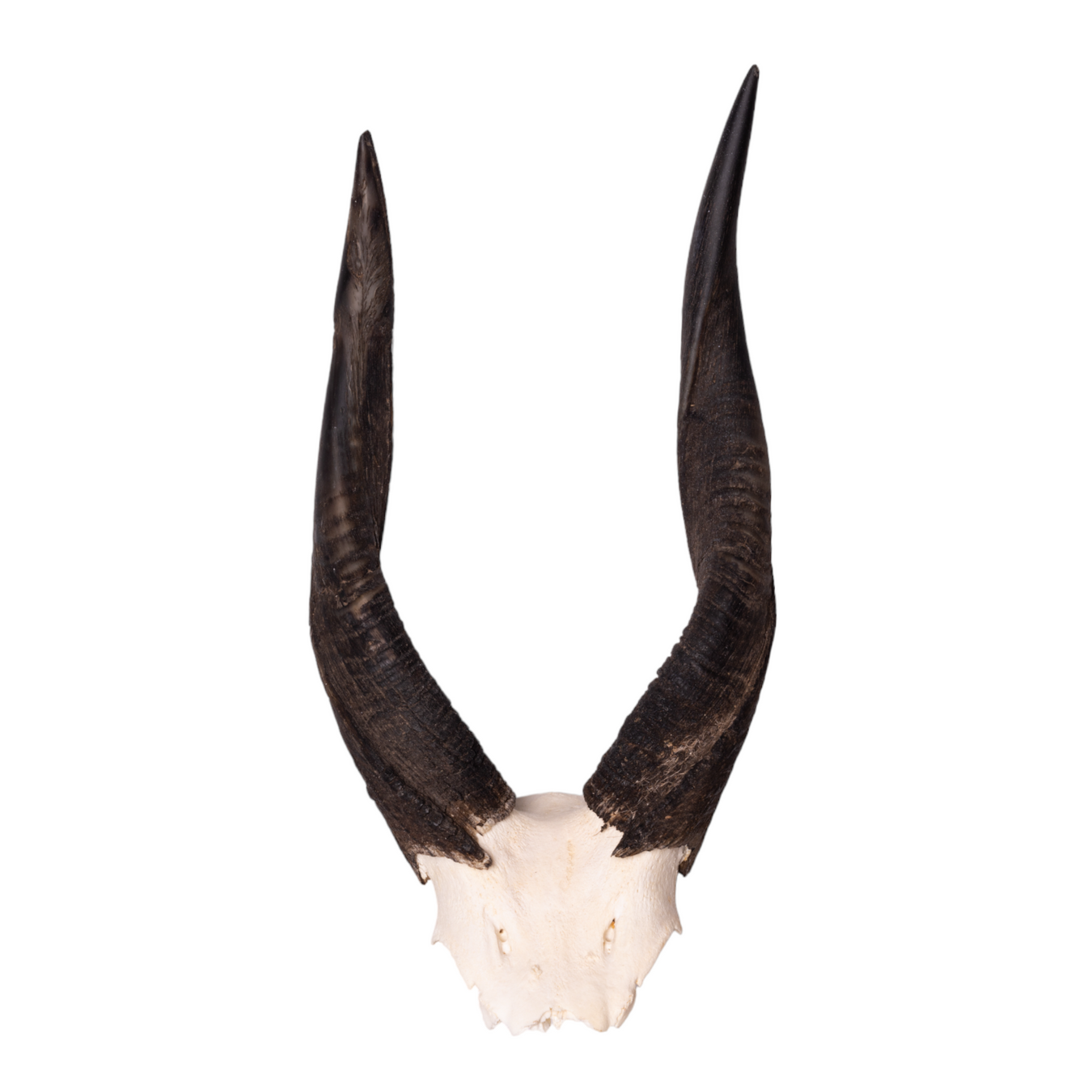 Real Horns