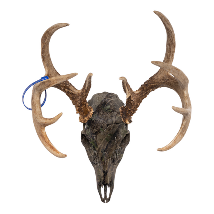Real White-tailed Deer Skull - Camo Dipped OK-80025