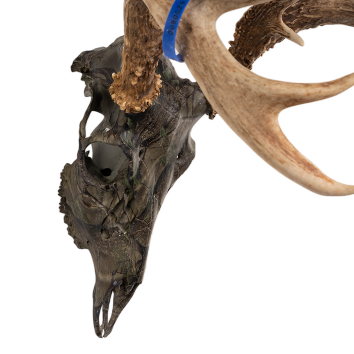 Real White-tailed Deer Skull - Camo Dipped