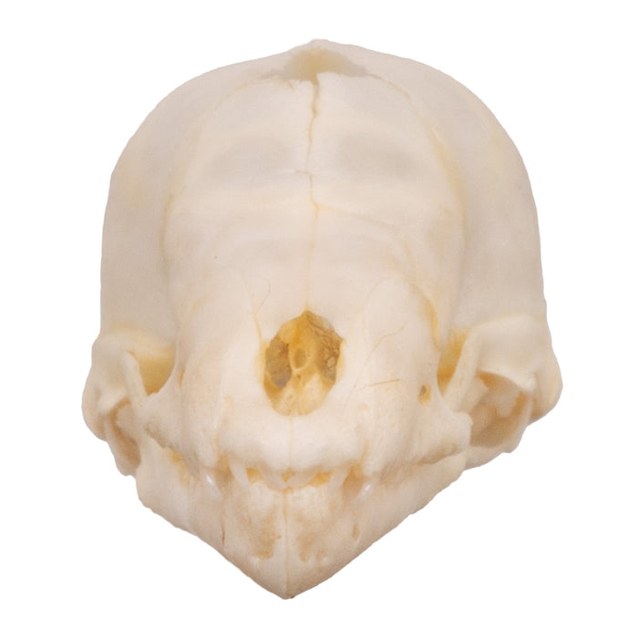 Real Seba's Short-tailed Bat Skull - Juvenile