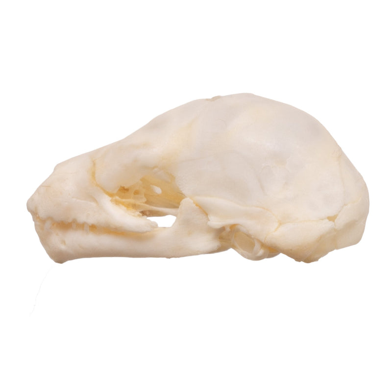 Real Seba's Short-tailed Bat Skull - Juvenile