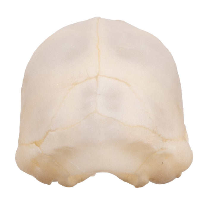 Real Juvenile Seba's Short-tailed Bat Skull For Sale — Skulls Unlimited ...