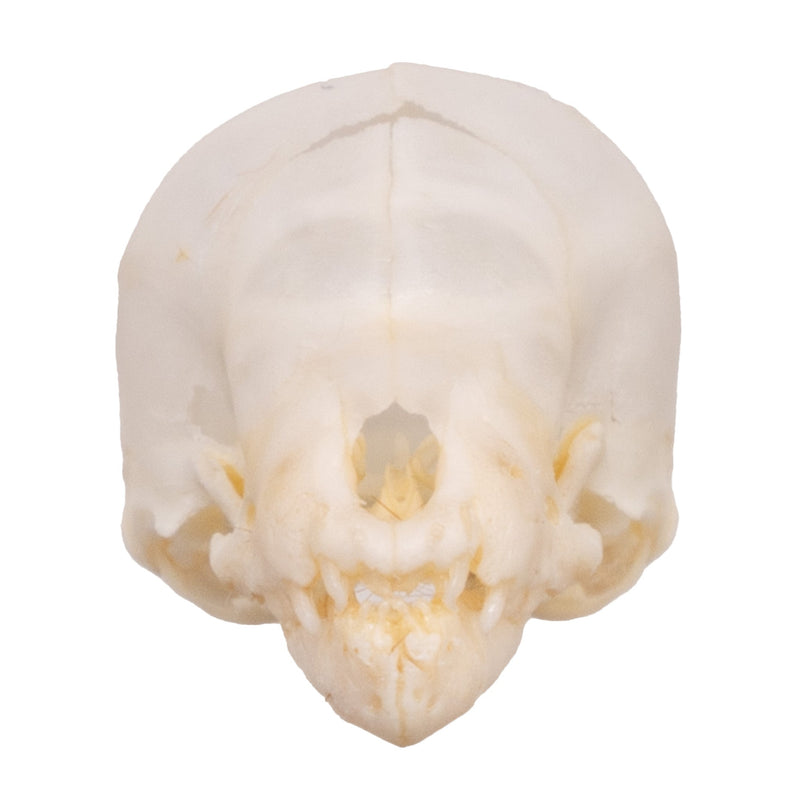 Real Seba's Short-tailed Bat Skull - Juvenile