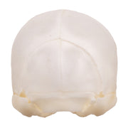 Real Seba's Short-tailed Bat Skull - Juvenile