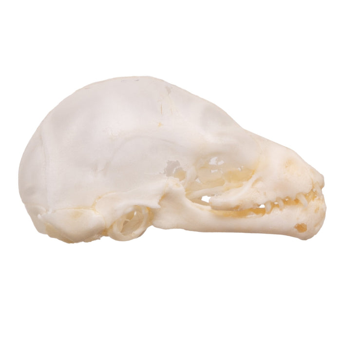 Real Juvenile Seba's Short-tailed Bat Skull For Sale — Skulls Unlimited ...