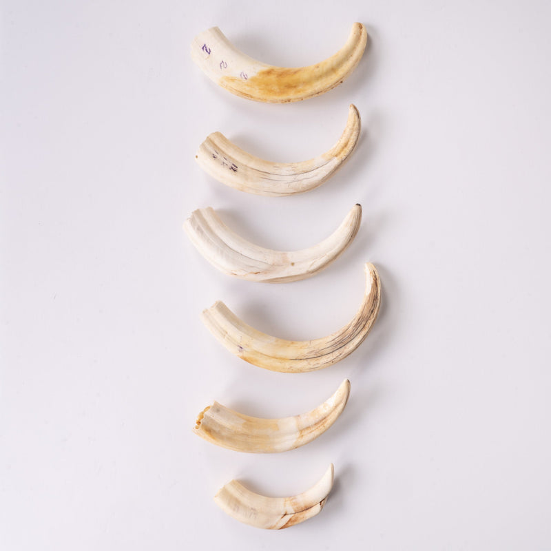 Real Bag-O-Warthog Tusks