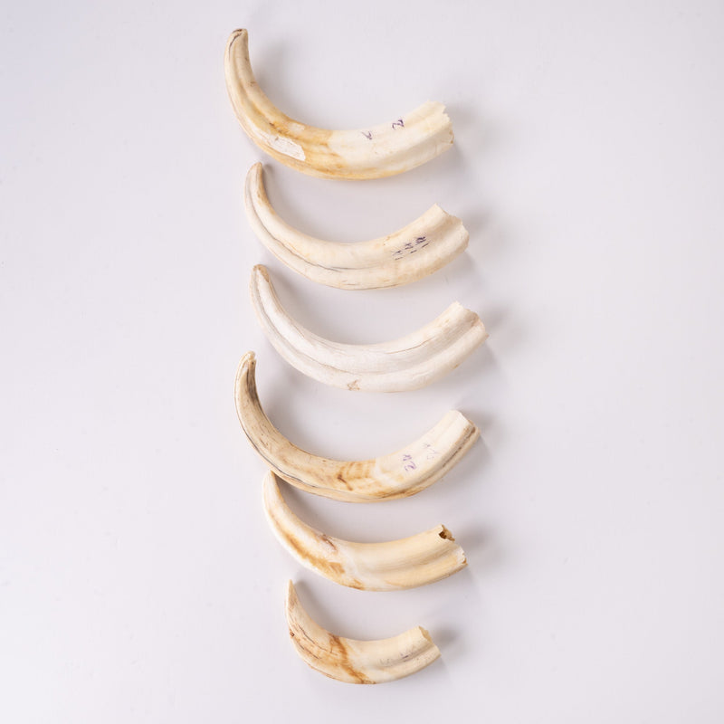 Real Bag-O-Warthog Tusks