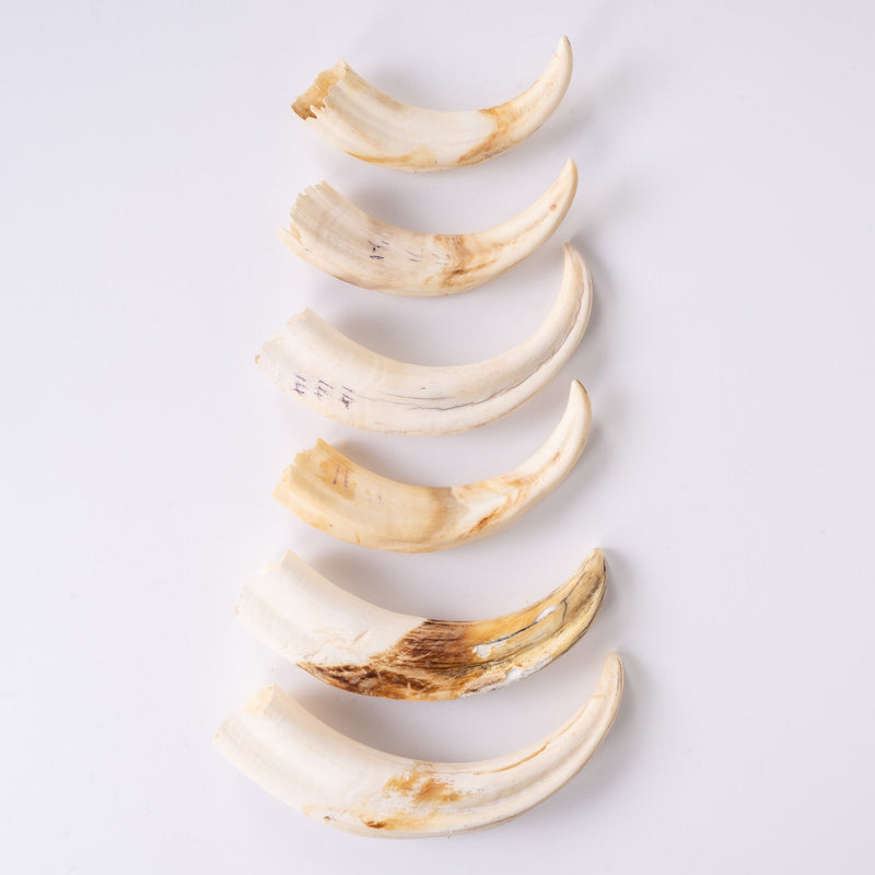 Real Bag-O-Warthog Tusks