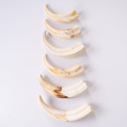 Real Bag-O-Warthog Tusks