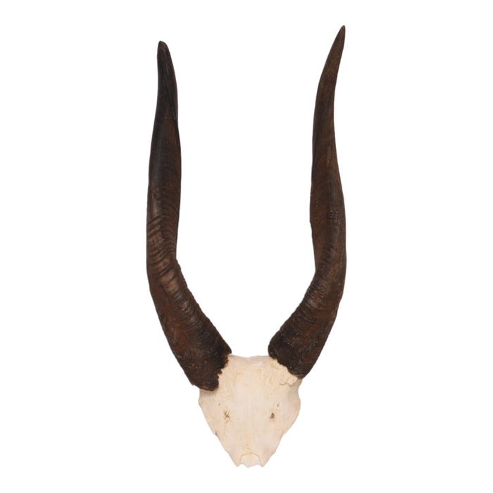 Real Bushbuck Skull Plate