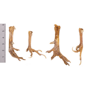 Real Chicken Foot - Single