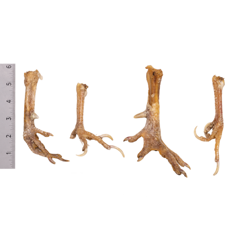 Real Chicken Foot - Single