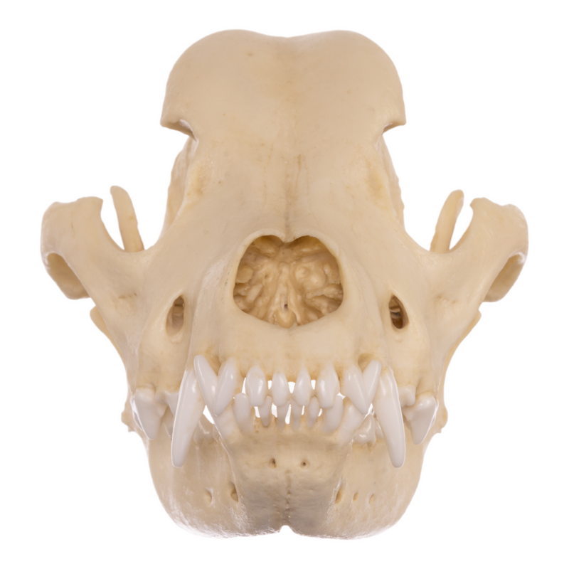 Replica Domestic Dog Skull - Rottweiler