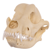 Replica Domestic Dog Skull - Rottweiler