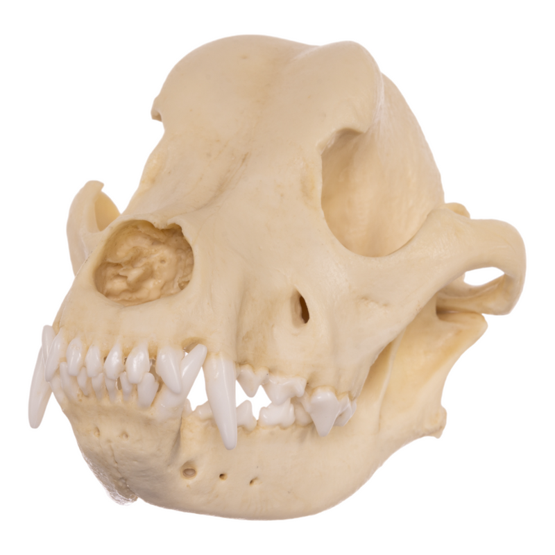 Replica Domestic Dog Skull - Rottweiler