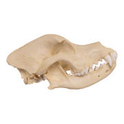 Replica Domestic Dog Skull - Rottweiler