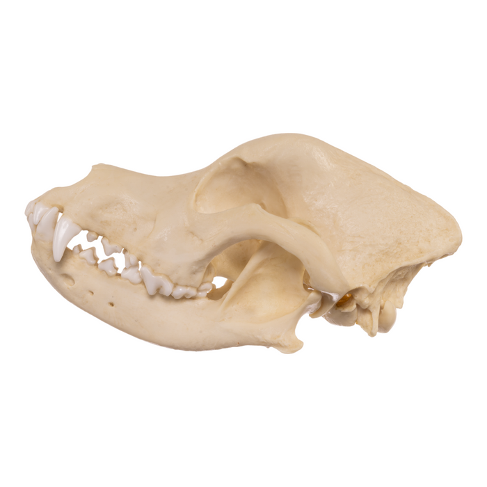 Replica Domestic Dog Skull - Rottweiler